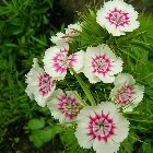 نمایه کاربر