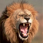 نمایه کاربر